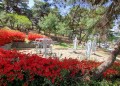 송현공원 둘레길에서 꽃구경